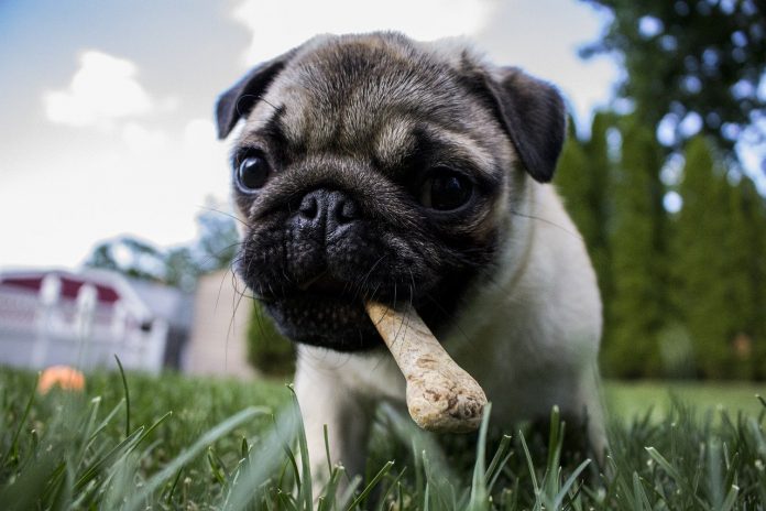 Pug chewing on a bone while playing in the grass