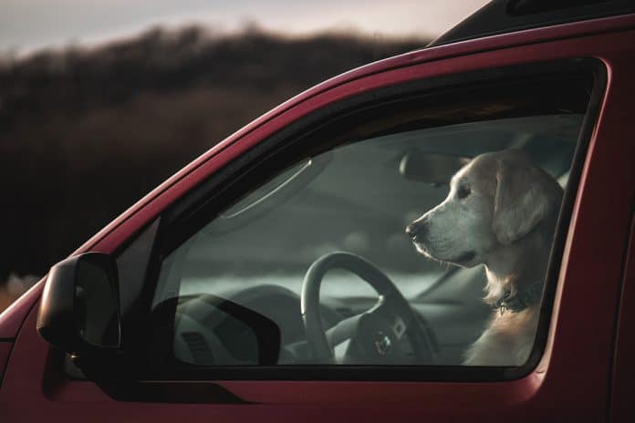 dog-in-car