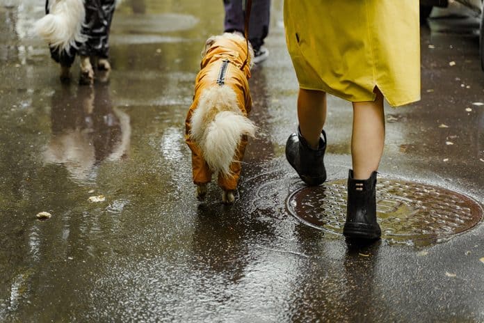 raining-with-pet