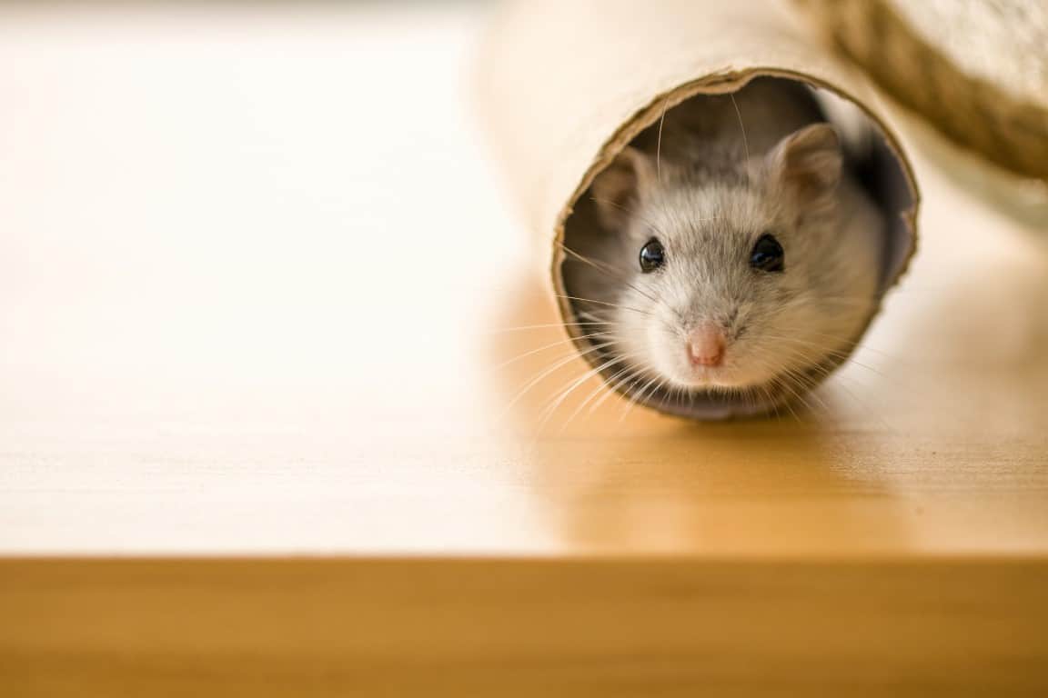 Hamster life expectancy with tumor? : r/hamstercare